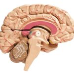 Corpus Callosum. Image by Medical News Today