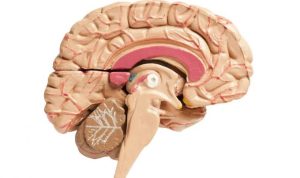 Corpus Callosum. Image by Medical News Today