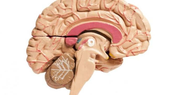 Corpus Callosum. Image by Medical News Today