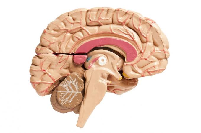 Corpus Callosum. Image by Medical News Today